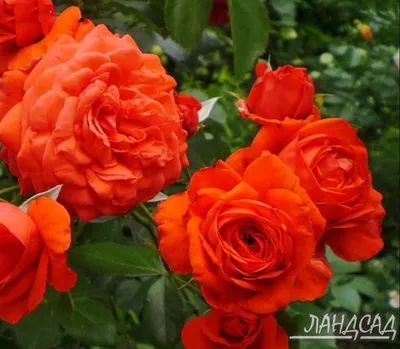 Фотография плетистой розы салиты, размер S, формат webp