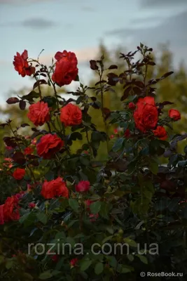 Фотка плетистой розы салиты, размер L, формат jpg