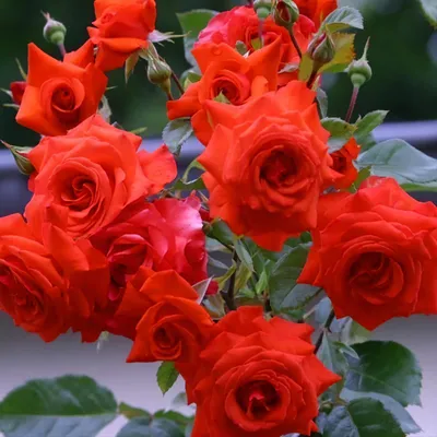Картинка плетистой розы салиты, размер XL, формат webp