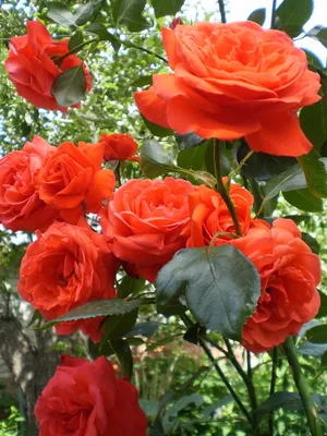 Изображение плетистой розы салиты, размер M, формат png