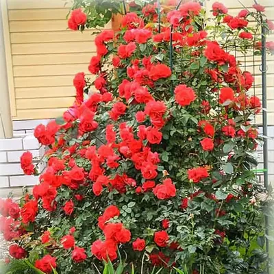 Фото плетистой розы салиты, размер L, формат jpg