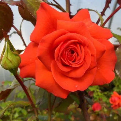 Фотка плетистой розы салиты, размер XL, формат png