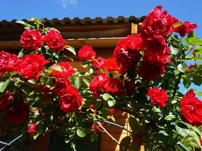 Изображение плетистой розы салиты, размер S, формат webp
