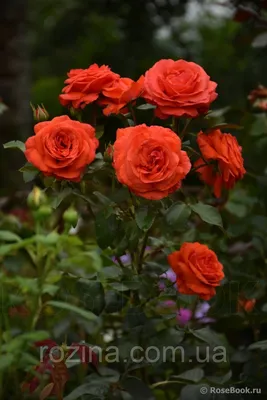 Фотография плетистой розы салиты, размер M, формат jpg