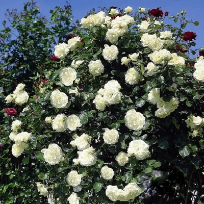 Плетистая роза шнеевальцер в формате jpg