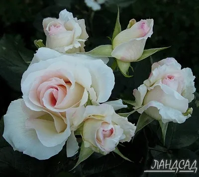 Фото плетистой розы шнеевальцер