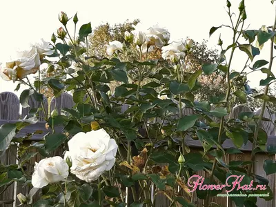 Фотка розы шнеевальцер в jpg формате