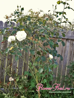 Картинка плетистой розы шнеевальцер в png