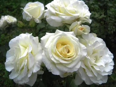 Плетистая роза шнеевальцер в формате webp для скачивания