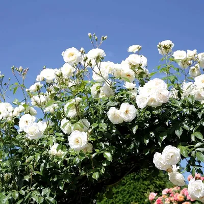 Фото плетистой розы шнеевальцер в jpg