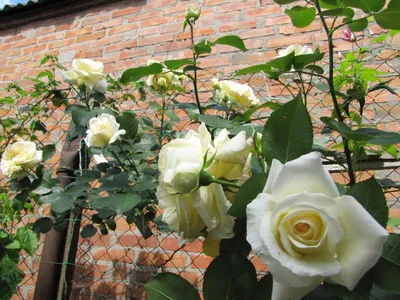 Изображение розы шнеевальцер для загрузки в png