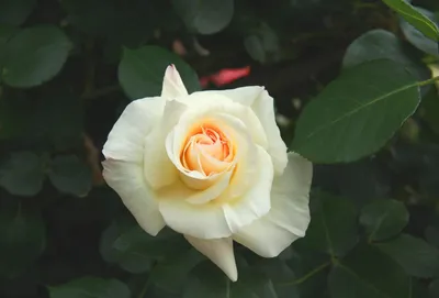 Фотка плетистой розы шнеевальцер в формате webp