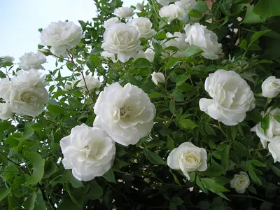 Изображение плетистой розы шнеевальцер