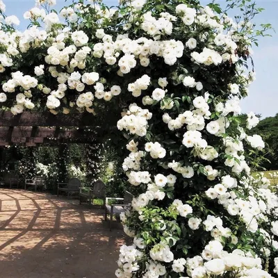 Фото плетистой розы шнеевальцер в png формате