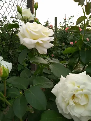 Фотка розы шнеевальцер в формате jpg