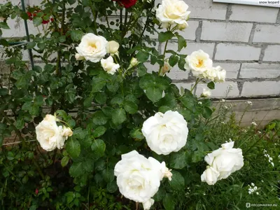 Плетистая роза шнеевальцер в формате webp на фото