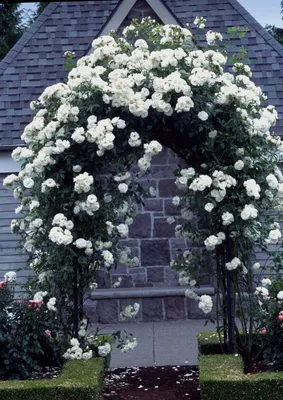 Фото плетистой розы шнеевальцер в jpg формате для скачивания