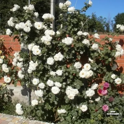 Изображение розы шнеевальцер на фотографии в png