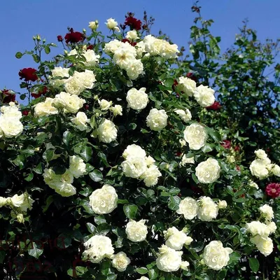 Фотка плетистой розы шнеевальцер в формате png
