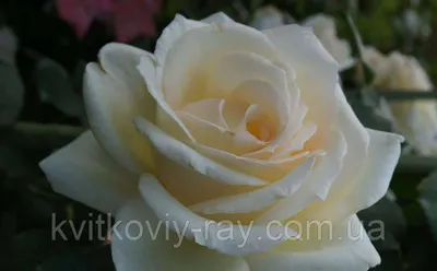 Фотка плетистой розы шнеевальцер в формате webp для загрузки