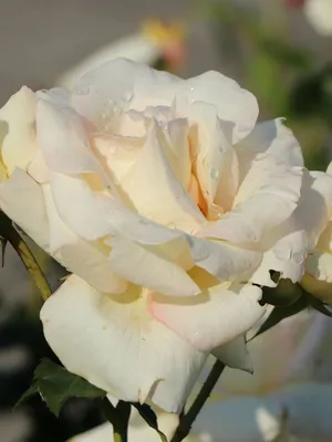 Плетистая роза шнеевальцер на фото в png формате