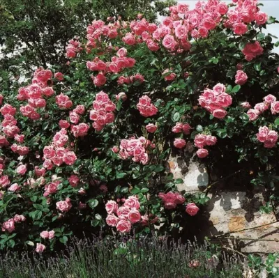 Фото плетистой розы шнеевальцер в формате webp для скачивания