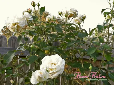 Изображение плетистой розы шнеевальцер на фотографии в jpg