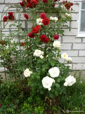 Фотка розы шнеевальцер в png формате для загрузки