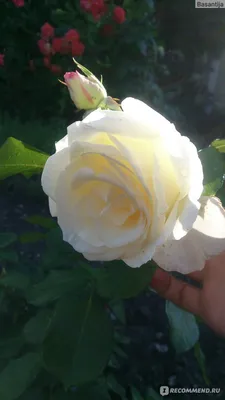 Картинка плетистой розы шнеевальцер в jpg на изображении