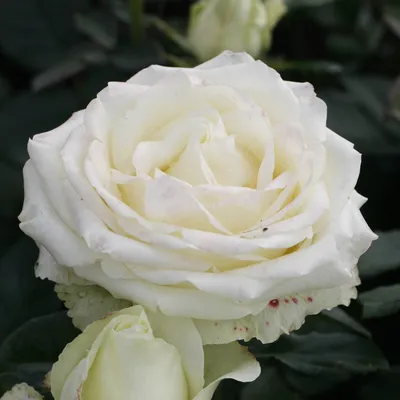 Плетистая роза шнеевальцер на фото в формате webp