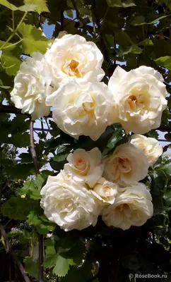 Фото плетистой розы шнеевальцер в png формате для скачивания