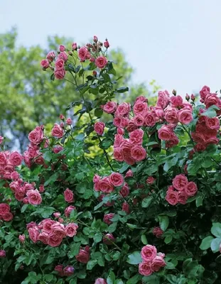 Фотка плетистой розы шнеевальцер в формате webp на картинке