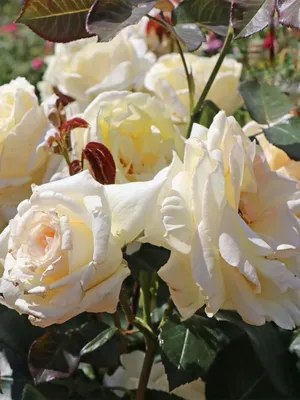 Плетистая роза шнеевальцер на изображении в формате jpg