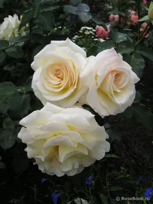 Плетистая роза шнеевальцер в формате webp