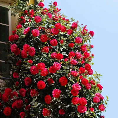 Фотография плетистой розы симпатии в webp формате