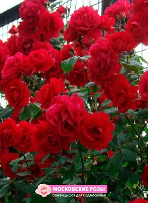 Плетистая роза симпатия - фото с яркими цветами