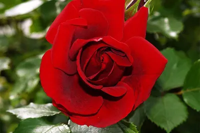 Плетистая роза симпатия - фото для использования в рекламе