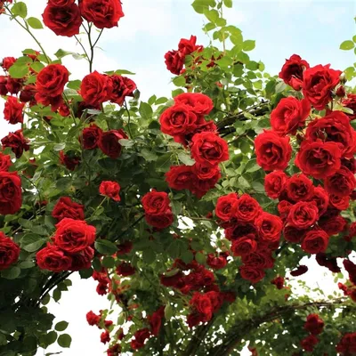 Плетистая роза симпатия - изображение с прекрасной композицией