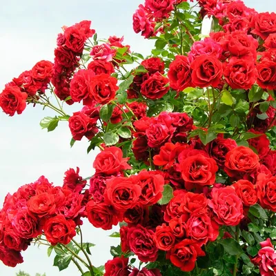 Фото плетистой розы симпатии в различных цветовых вариантах
