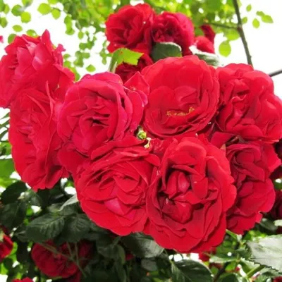Плетистая роза симпатия - фото с эффектом освещения