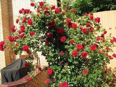 Фотография розы симпатии с привлекательным фоном