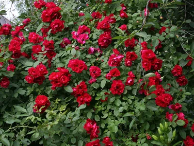 Плетистая роза симпатия - фото для использования в календаре