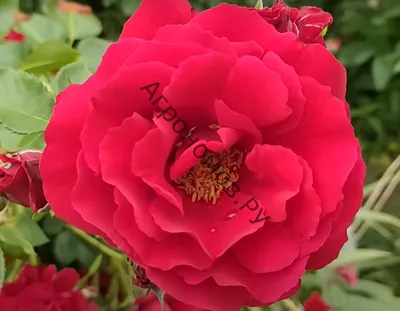 Роза симпатия - красивая картинка для вдохновения