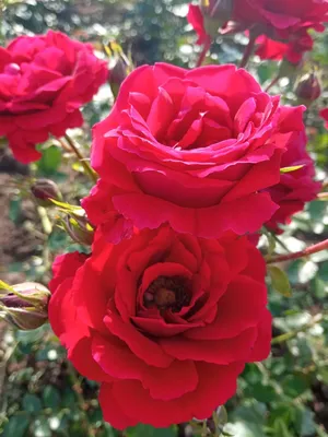 Фотка плетистой розы симпатии в формате jpg