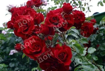 Плетистая роза симпатия - изображение с эффектом фокуса