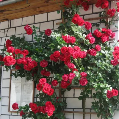 Фото плетистой розы симпатии в разных ракурсах