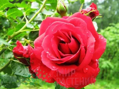 Плетистая роза симпатия - фото для использования в блогах