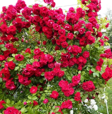 Фотография розы симпатии в формате webp с прозрачным фоном