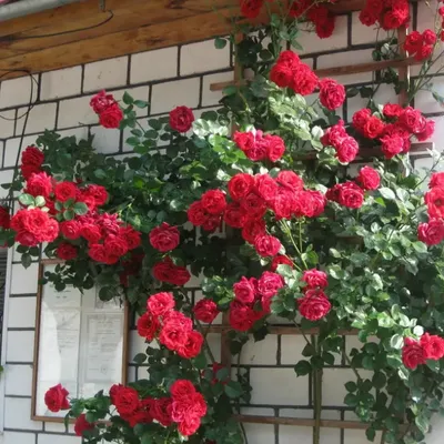 Фотография плетистой розы для скачивания