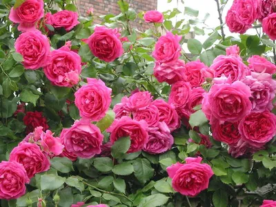 Фото плетистой розы в разнообразных форматах
